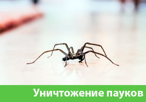 Избавиться от пауков в городе Орёл