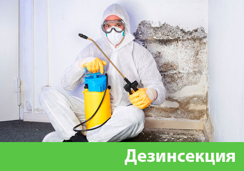 Дезинсекция в городе Орёл