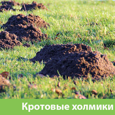 Кроты на участке в Орле