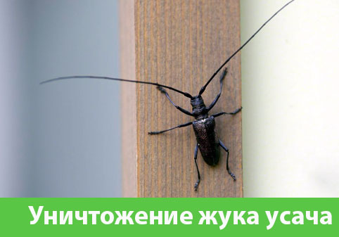 Обработка от жука усача в городе Орёл
