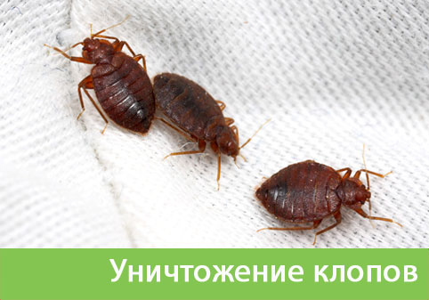 Уничтожение клопов в городе Орёл