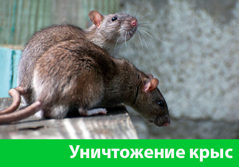Уничтожение крыс в городе Орёл