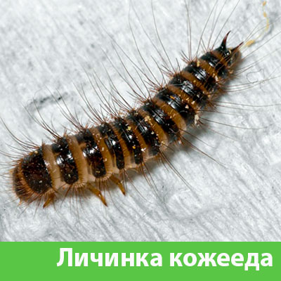 Личинка Кожееда в Орле