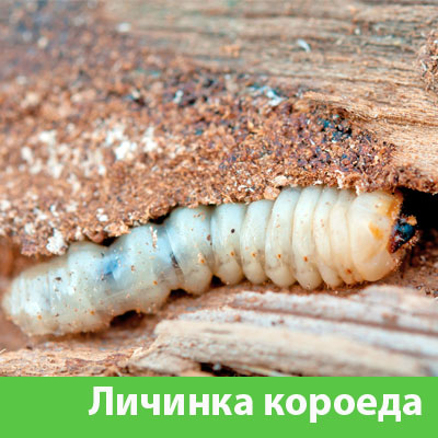 Уничтожение личинок короеда в Орле