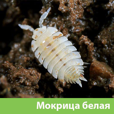 Мокрица в Орле фото