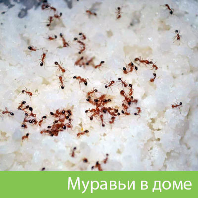 Муравьи в доме в Орле