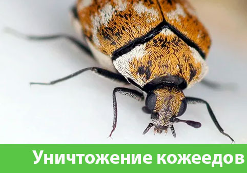 Обработка от кожееда в городе Орёл 