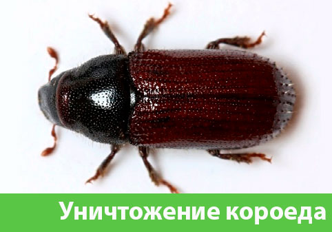 Обработка от короеда в городе Орёл