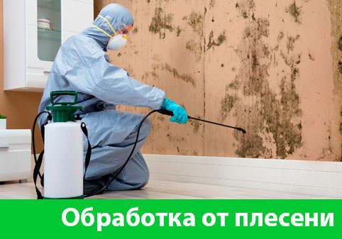 Обработка от плесени в городе Орёл