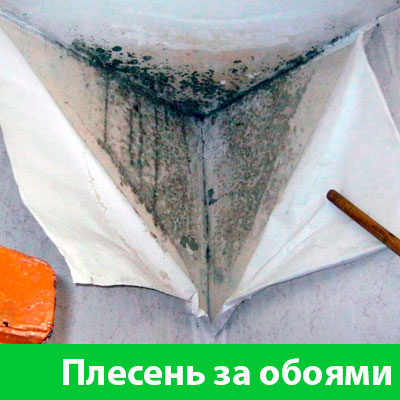 Удаление плесени в Орле
