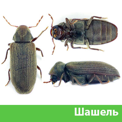 Обработка от шашеля в городе Орёл