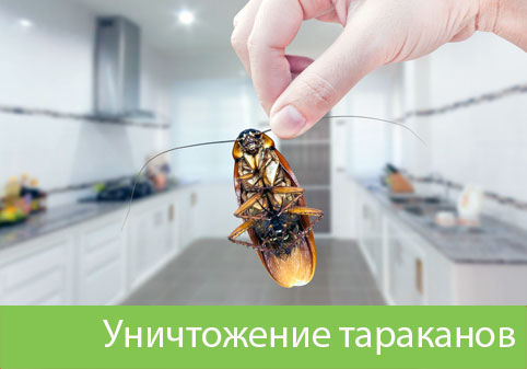 Уничтожение тараканов в городе Орёл