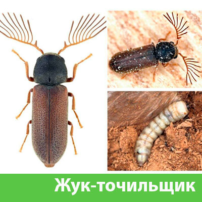 Уничтожение точильщика и личинок в Орле