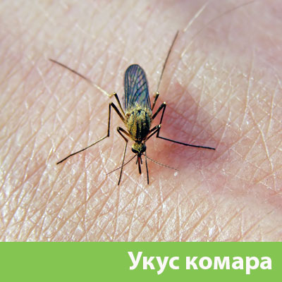 Укусы комаров в Орле