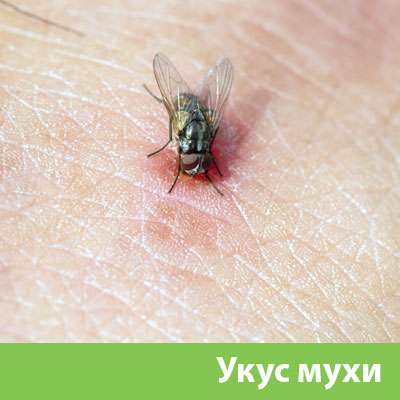 Уничтожение мух в Орле