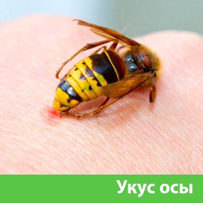 Профессиональное уничтожение ос и шершней в Орле