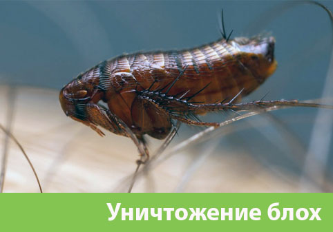 Уничтожение блох в городе Орёл