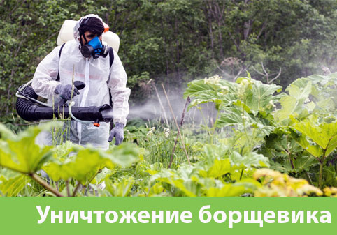 Уничтожение Борщевика в городе Орёл