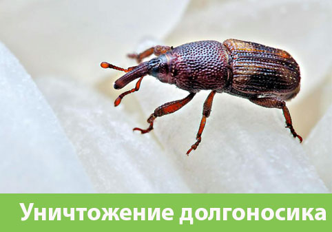 Уничтожение долгоносиков в городе Орёл