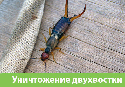 Уничтожение двухвостки в городе Орёл