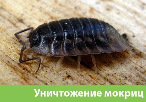 Мокрицы в квартире в городе Орёл