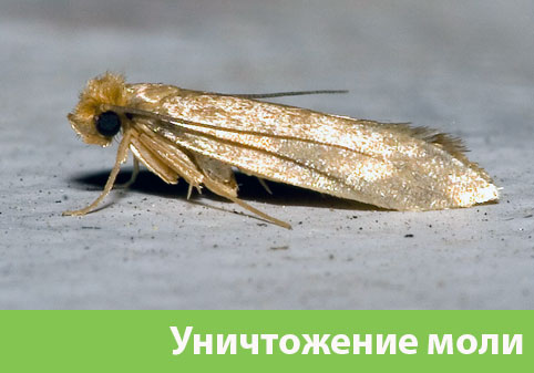 Уничтожение моли в городе Орёл 