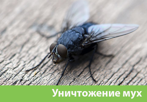 Уничтожение мух в городе Орёл