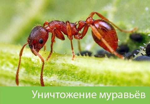 Уничтожение муравьёв в городе Орёл