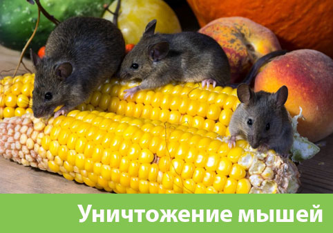 Уничтожение мышей в Орле