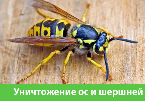 Уничтожение ос и шершней в городе Орёл